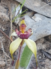 Caladenia ampla