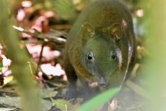 Hypsiprymnodon moschatus