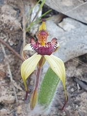 Caladenia ampla