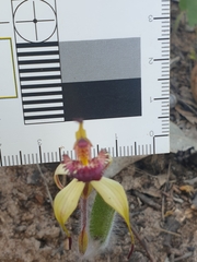 Caladenia ampla