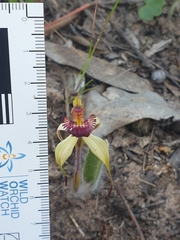 Caladenia ampla