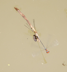 Neoneura aaroni