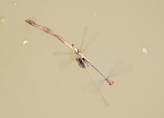 Neoneura aaroni