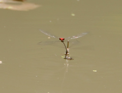 Neoneura aaroni