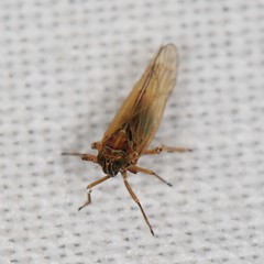 Javesella pellucida