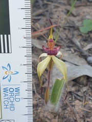 Caladenia ampla