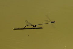 Neoneura aaroni