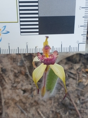 Caladenia ampla