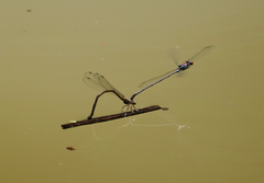 Neoneura aaroni