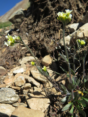 Draba praealta