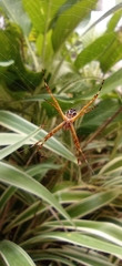 Argiope argentata