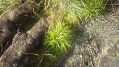 Chlorophytum appendiculatum