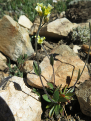 Draba praealta
