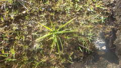 Chlorophytum appendiculatum