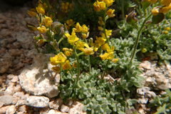 Draba sierrae