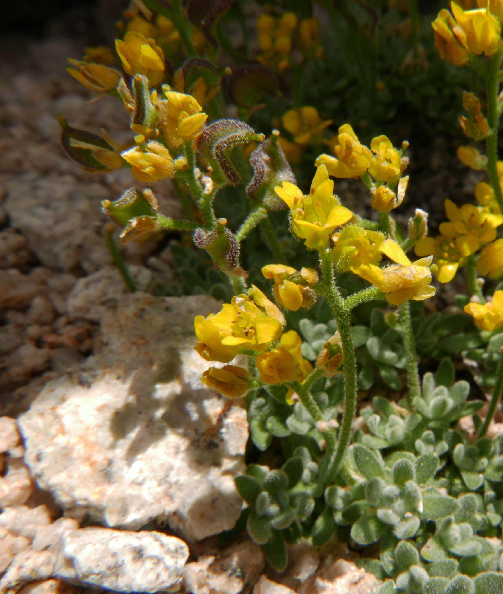 Draba sierrae
