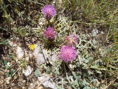 Image of Centaurea raphanina by (c) Michal Honskus, some rights reserved (CC BY)