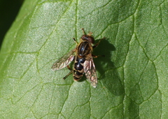 Anasimyia anausis