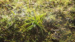 Chlorophytum appendiculatum