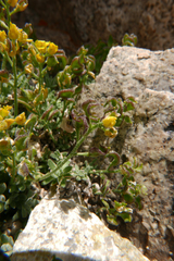 Draba sierrae
