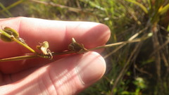 Chlorophytum appendiculatum