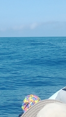 Physeter macrocephalus