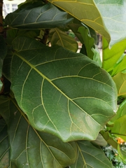 Ficus lyrata