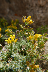 Draba sierrae