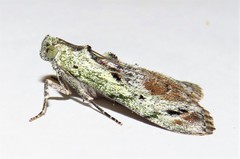 Enchesphora recurvalis