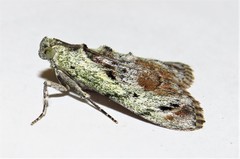 Enchesphora recurvalis