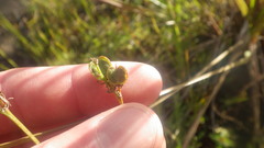 Chlorophytum appendiculatum