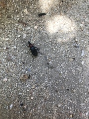 Heliotaurus ruficollis