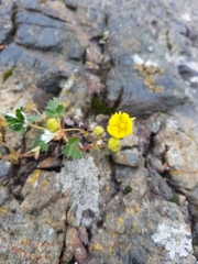 Potentilla arenosa