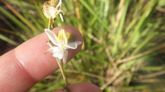 Chlorophytum appendiculatum