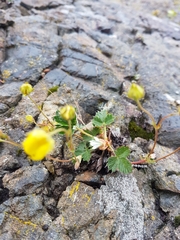 Potentilla arenosa