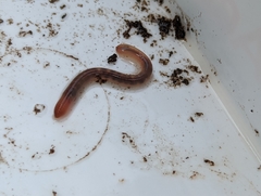 Lumbricus rubellus
