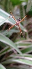 Argiope argentata