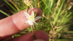 Chlorophytum appendiculatum