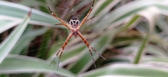 Argiope argentata