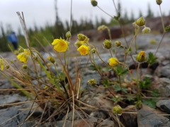 Potentilla arenosa