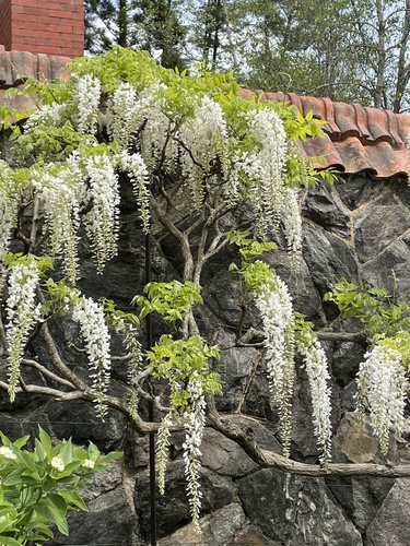 Wisteria floribunda f. alba iNat (1)