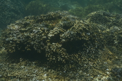 Scleractinia
