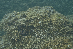Scleractinia