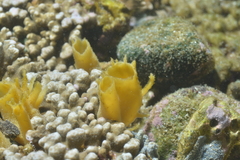 Callyspongia