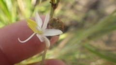 Chlorophytum appendiculatum