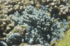 Porifera