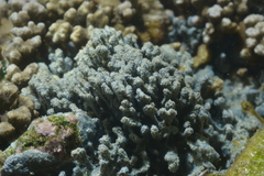 Porifera
