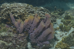 Callyspongia