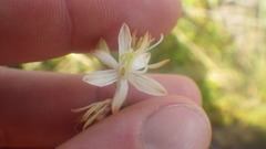 Chlorophytum appendiculatum