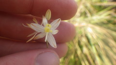 Chlorophytum appendiculatum